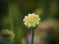 Opium Poppy Seedhead Stock Photography Opium Poppy Seedhead Stock Photography