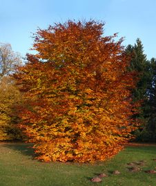 Autumnal Beech Tree Royalty Free Stock Photos Autumnal Beech Tree Royalty Free Stock Photos