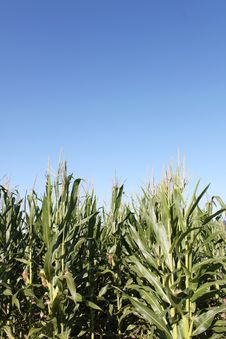 Corn Against A Clear Blue Sky Stock Images Corn Against A Clear Blue Sky Stock Images