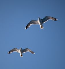 Two Seagulls In A Blue Sky Stock Photography