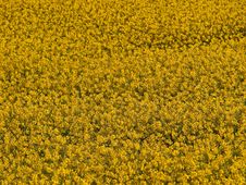Blooming Yellow Rape Field Royalty Free Stock Photo Blooming Yellow Rape Field Royalty Free Stock Photo