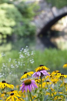 Central Park At The Pond Royalty Free Stock Image Central Park At The Pond Royalty Free Stock Image