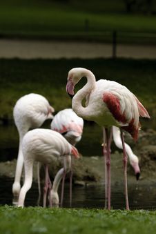 Free Flamingos Royalty Free Stock Photos - 16319998