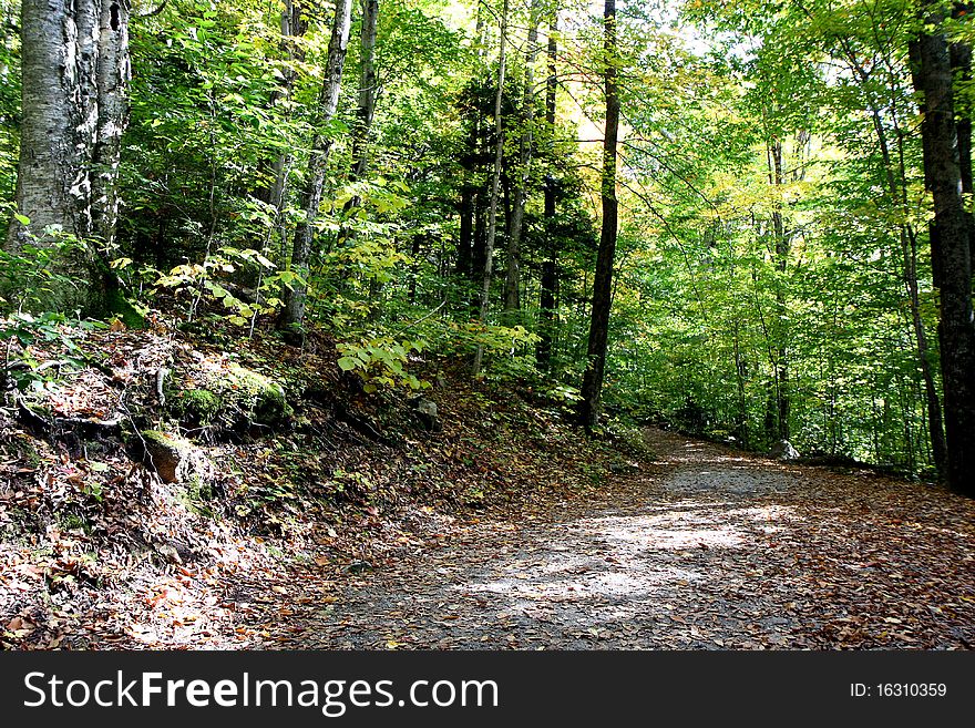 A mountain and the trees at fall time. A mountain and the trees at fall time