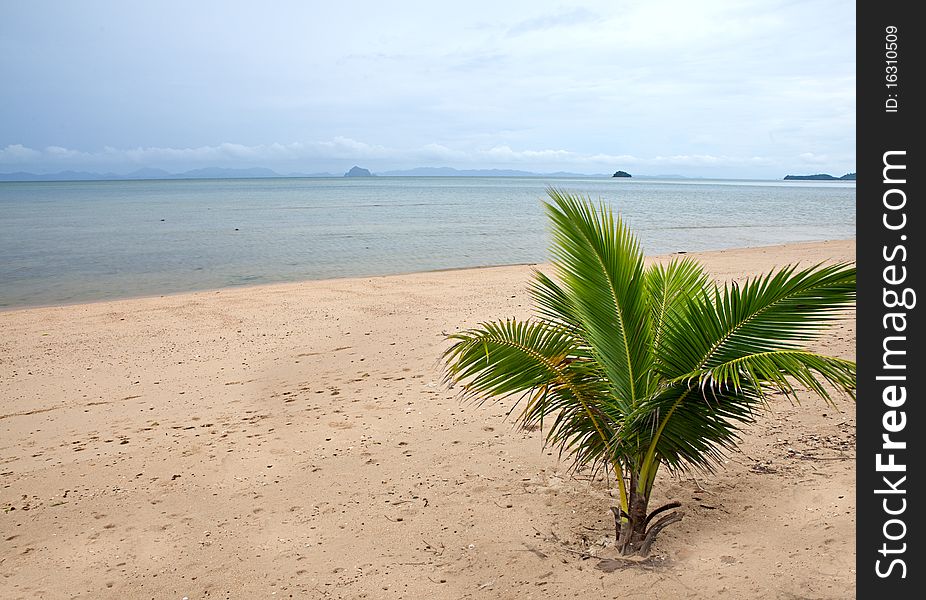 Small palm tree on the sand near the sea