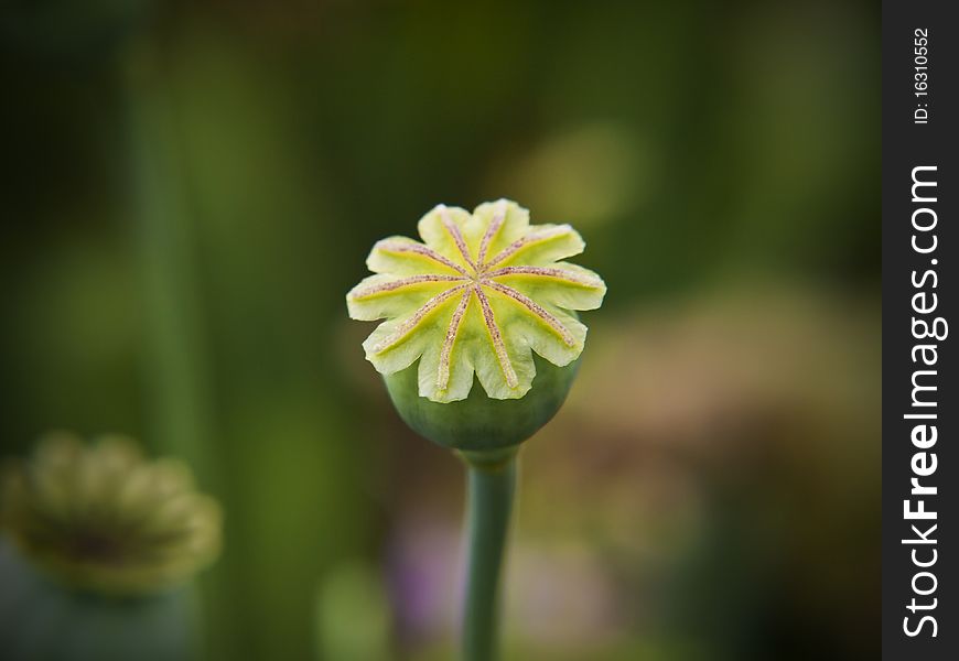 Opium Poppy Seedhead
