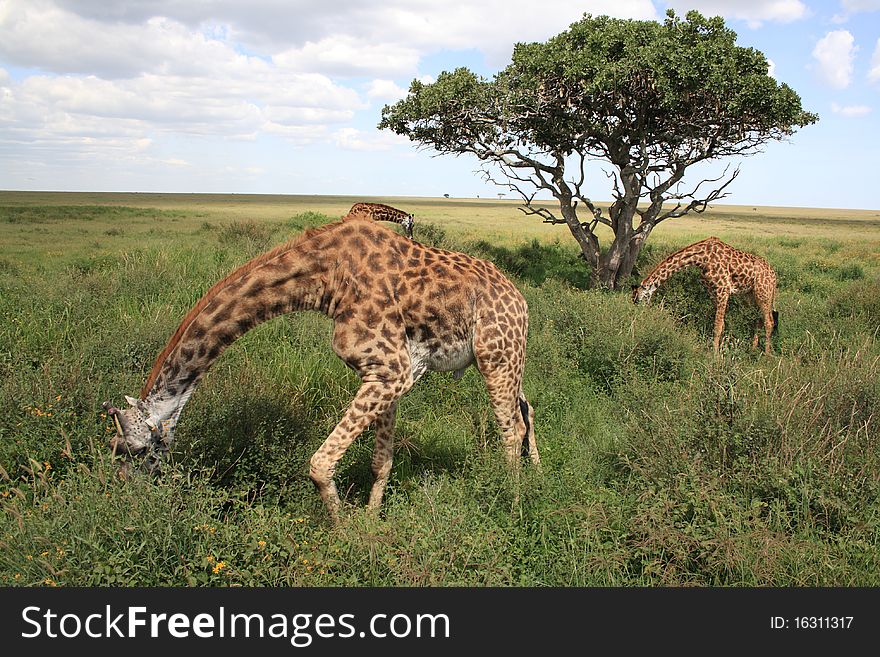 Grazing giraffes in the national park of Serengeti