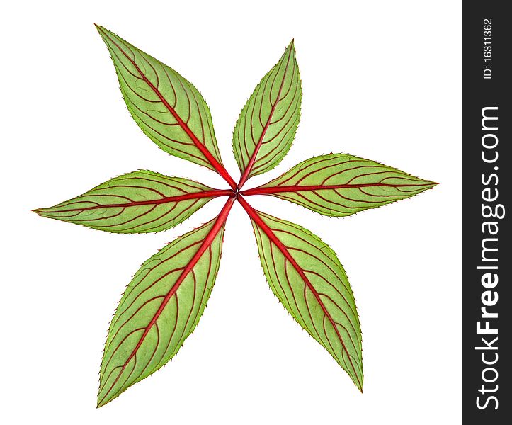 Green leaves with red patterns, forming a green star on white background. Green leaves with red patterns, forming a green star on white background.