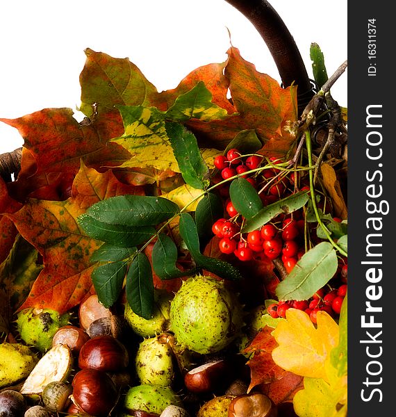 Wicker basket with autumn fallen leaves, chestnuts, and Rowanberry, isolated