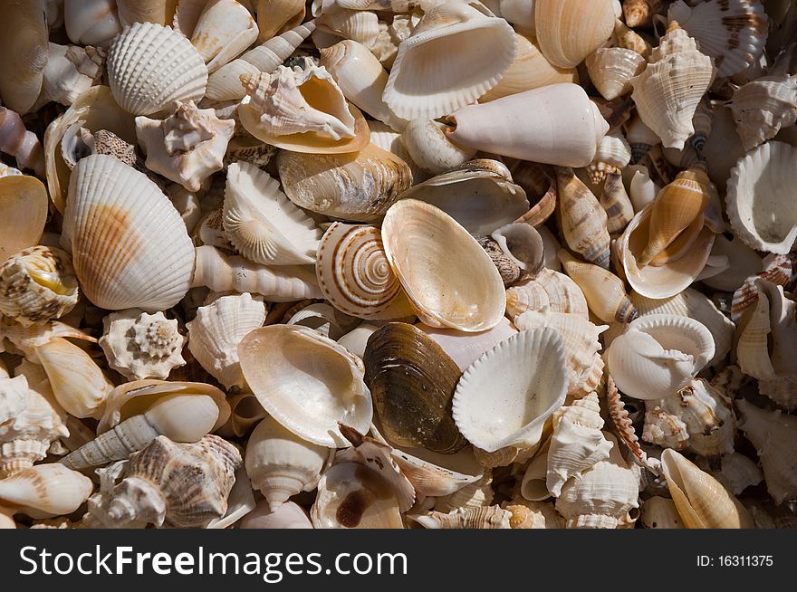 Seashells .