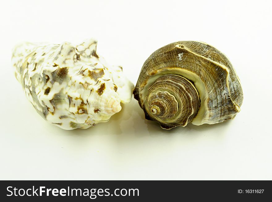 Collection of sea cockleshells on a white background