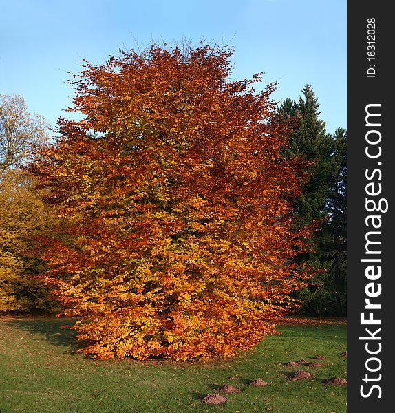 Autumnal beech tree in the park Karlsaue in Kassel, Germany