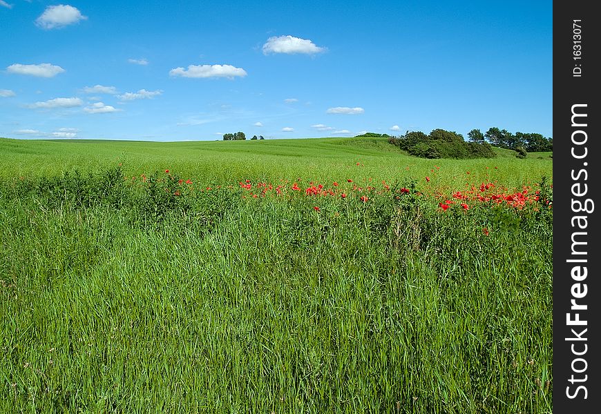 Beutiful Green Field Background