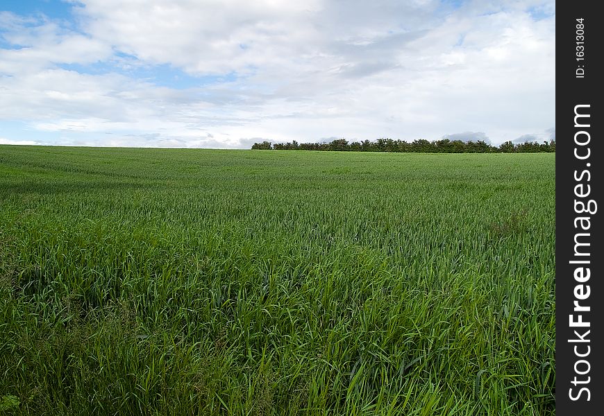 Beutiful Green Field Background