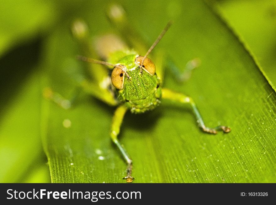 The grasshopper on green leaf in The forest of Thailand.