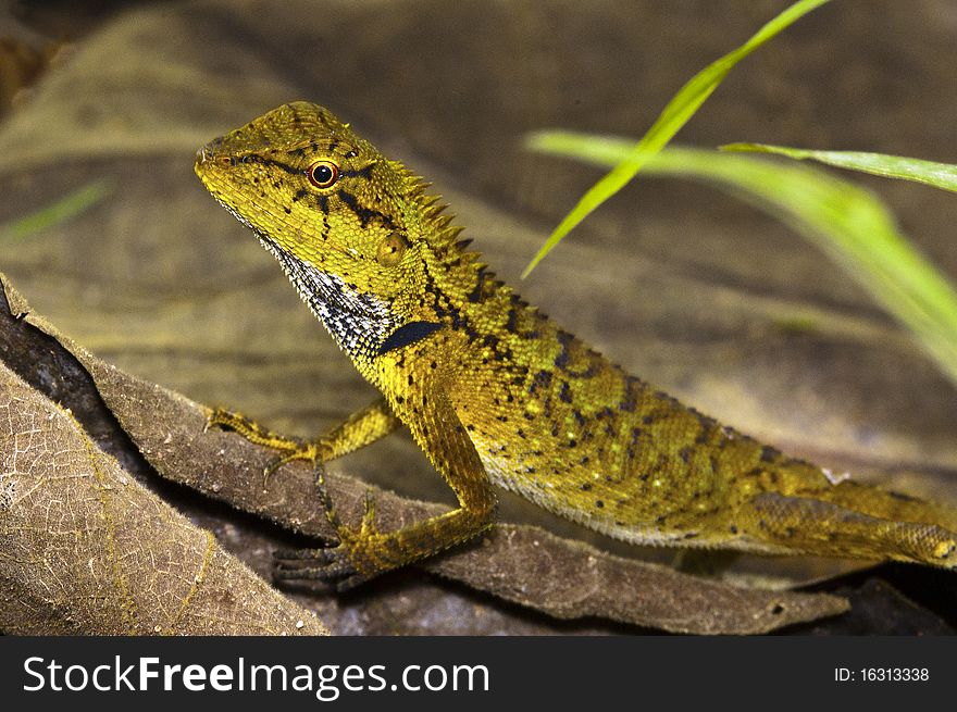 The dragon with brighten eye on the brown leaves.