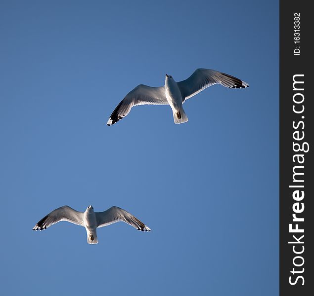 Two Seagulls In A Blue Sky