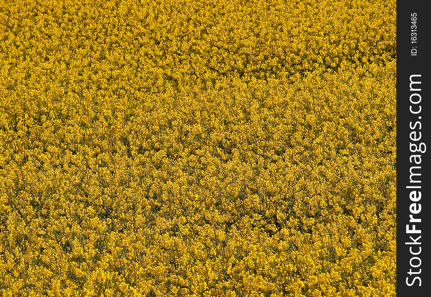 Blooming Yellow Rape Field