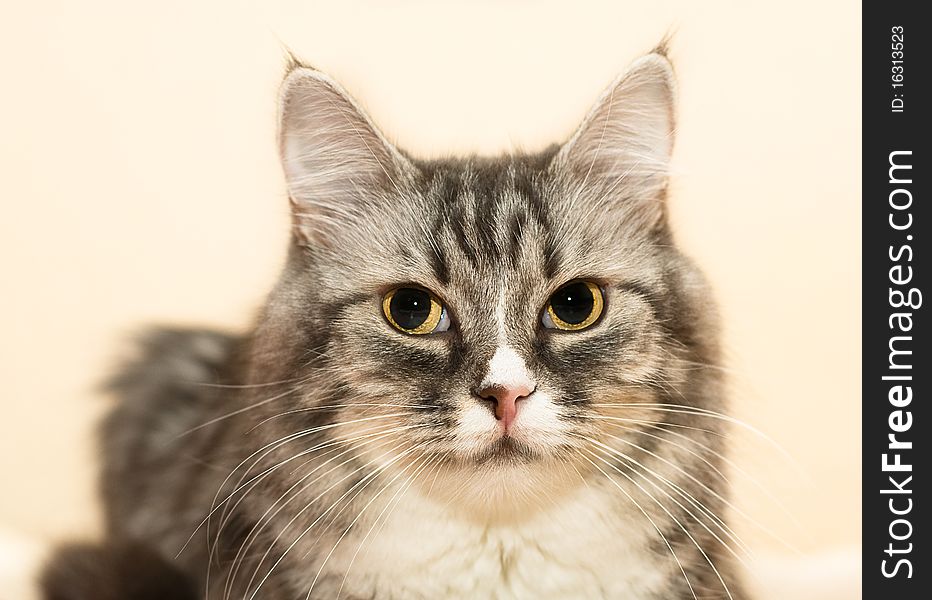 Beautiful face of cat closeup