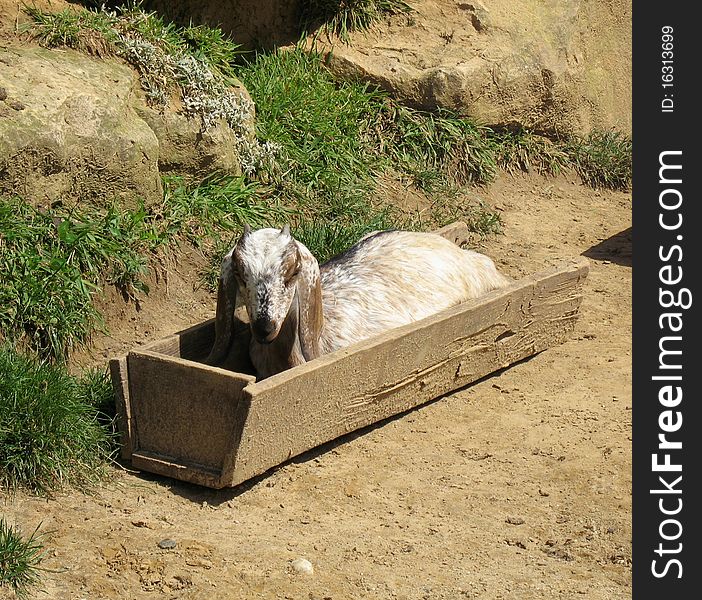 A Nubian goat enjoying the sun while resting in his own feeder. A Nubian goat enjoying the sun while resting in his own feeder