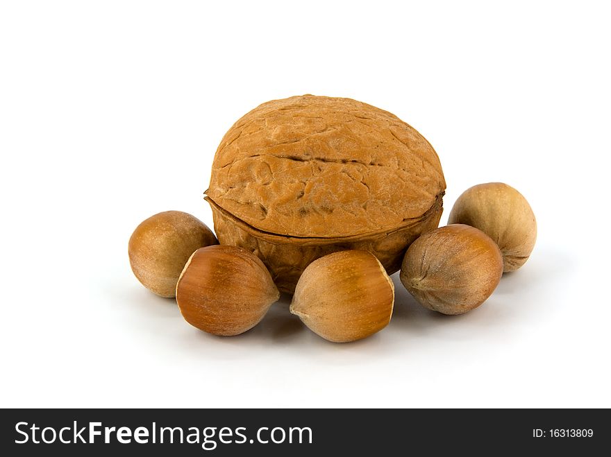 Wallnut and hazelnut on white background