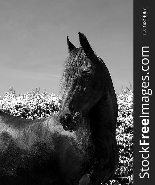 Portrait of a Friesian Horse in monochrome
