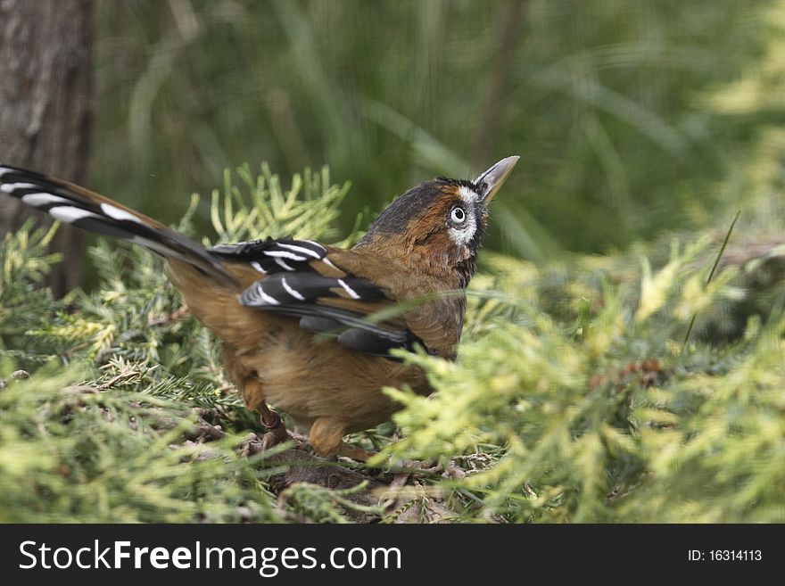 The Moustached laughingthrush (Garrulax cineraceus) is a bird species in the Old World babbler family (Timaliidae)