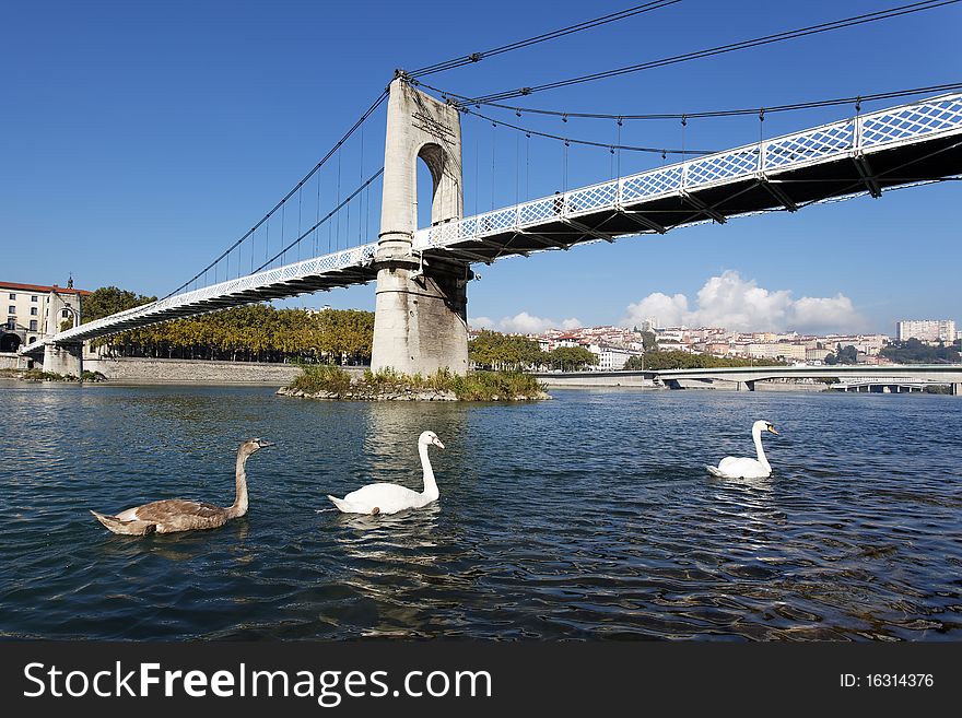 Lyon city in France with swans on the river
