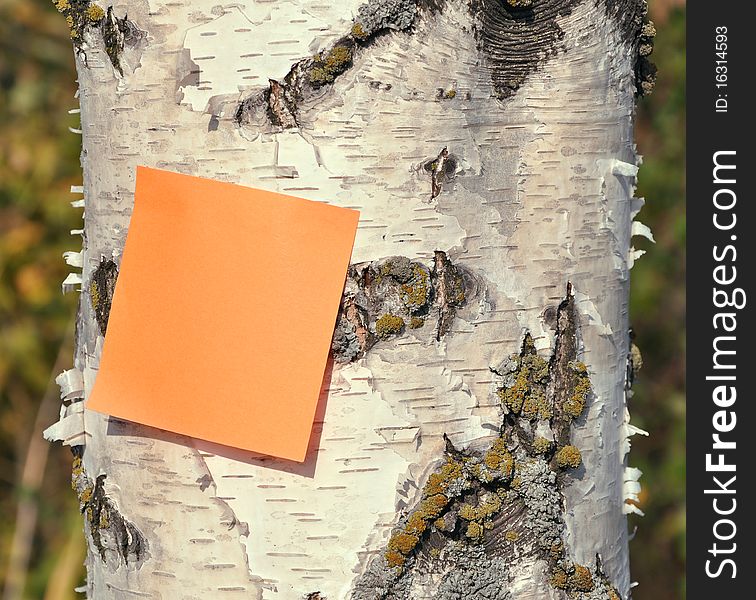 Birch stem and orange note paper