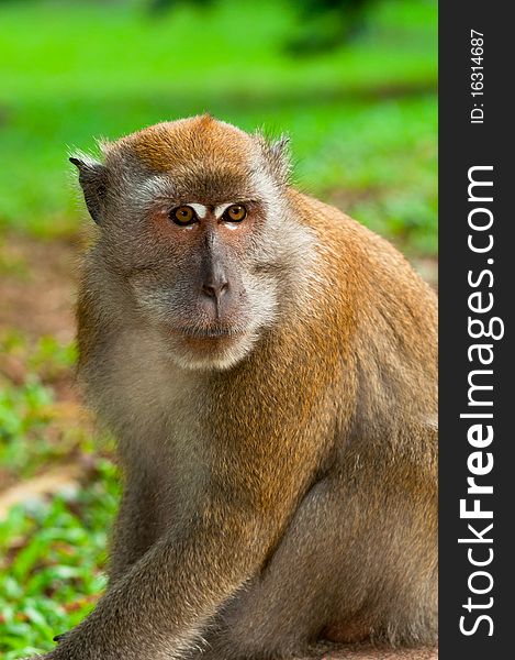 Portrait of Male Macaque Staring Over Its Shoulder