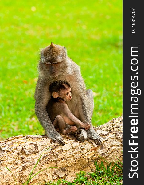 The Embrace and Love of a Macaque Mother. The Embrace and Love of a Macaque Mother