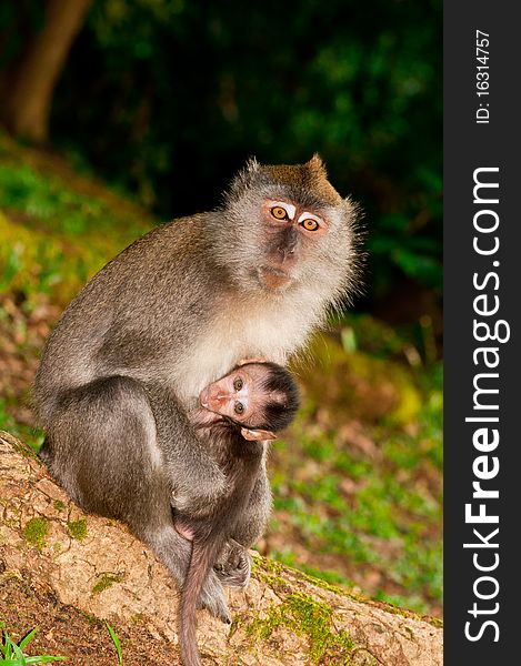 The Embrace of Nursing Macaque. The Embrace of Nursing Macaque