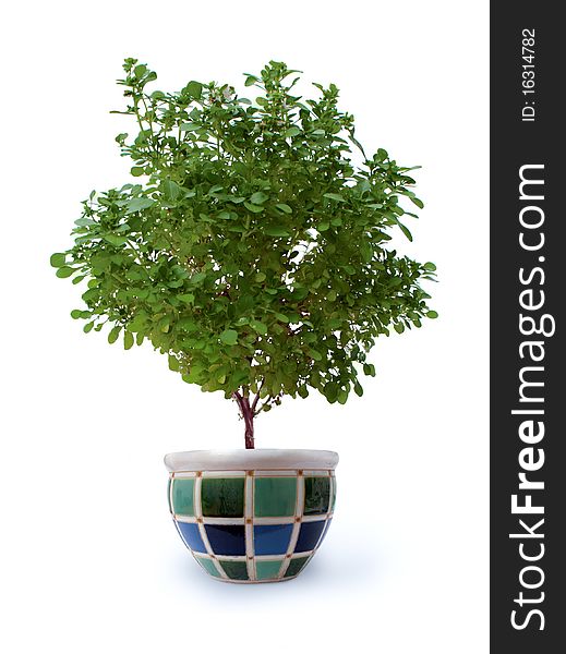 Basil planted in decorative ceramic pot
