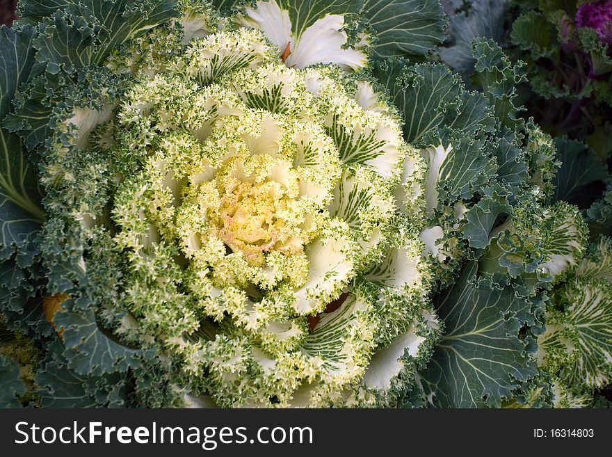 Kale flower in green, yellow and white. Kale flower in green, yellow and white.