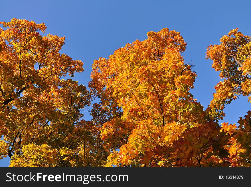 Group of colorful trees in autumn park. Group of colorful trees in autumn park