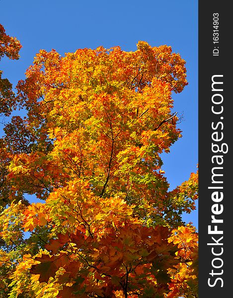 Colorful tree in autumn park