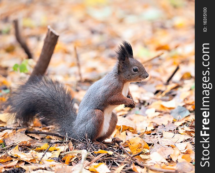 Squirrel In The Autumn Park