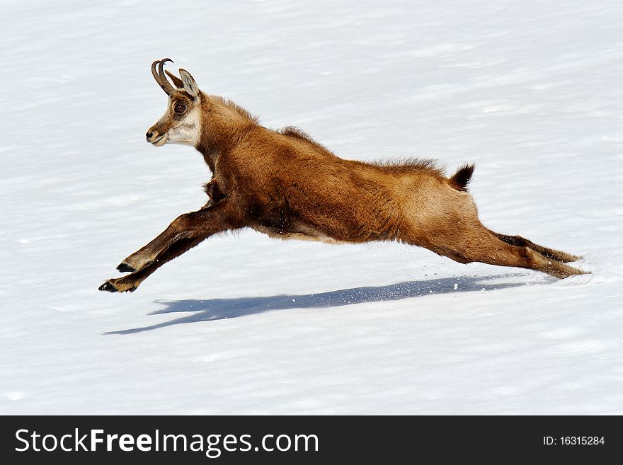 Chamois in the Italian Alps. Chamois in the Italian Alps