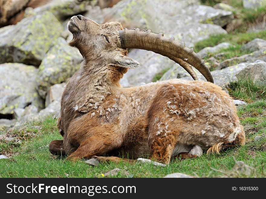 Ibex in the Italian Alps. Ibex in the Italian Alps