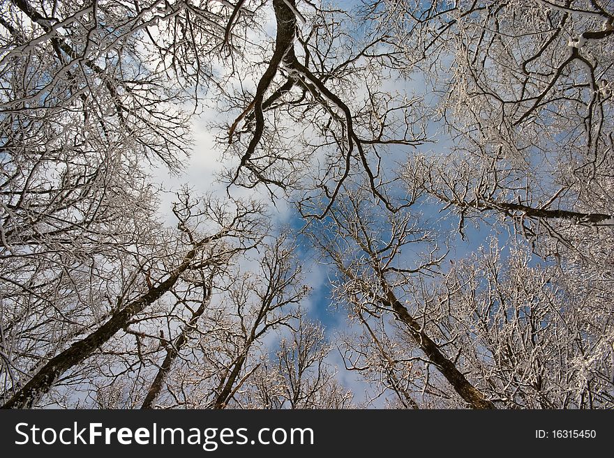 Looking up through forest canopy in winter time. Looking up through forest canopy in winter time