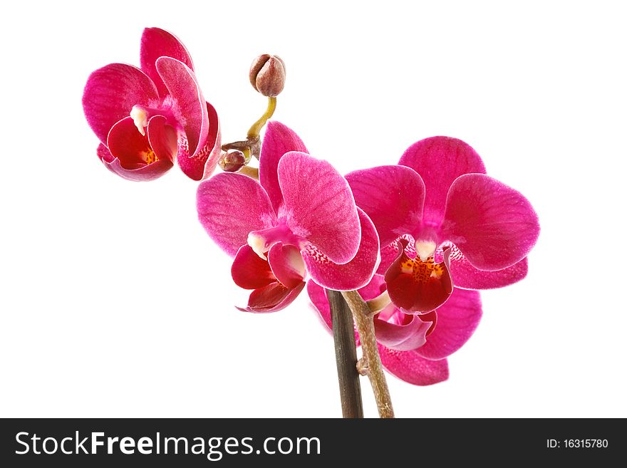 Orchid flower isolated on white background. Orchid flower isolated on white background