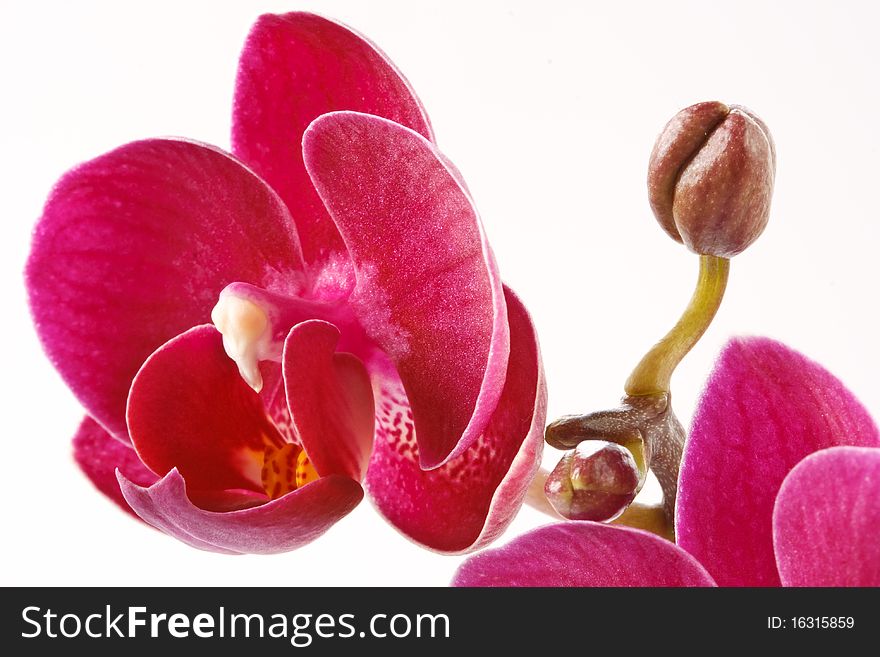 Orchid flower isolated on white background. Orchid flower isolated on white background