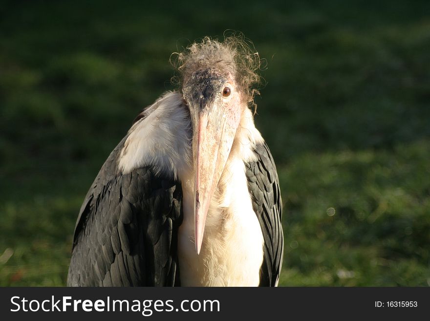 Head shot of a Marabou Stork.