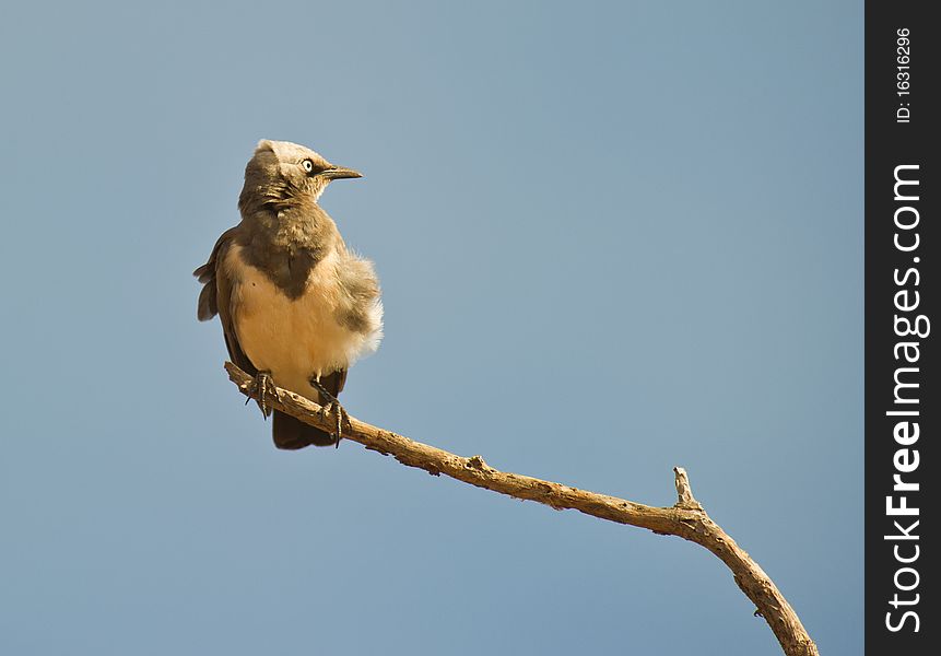 Fisher´s Starling facing the sunrise