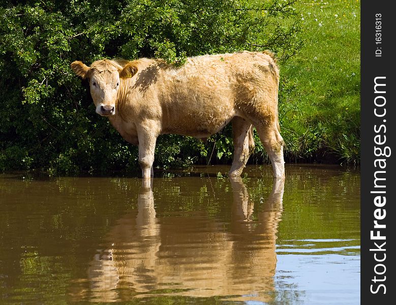 View of a cow in a field