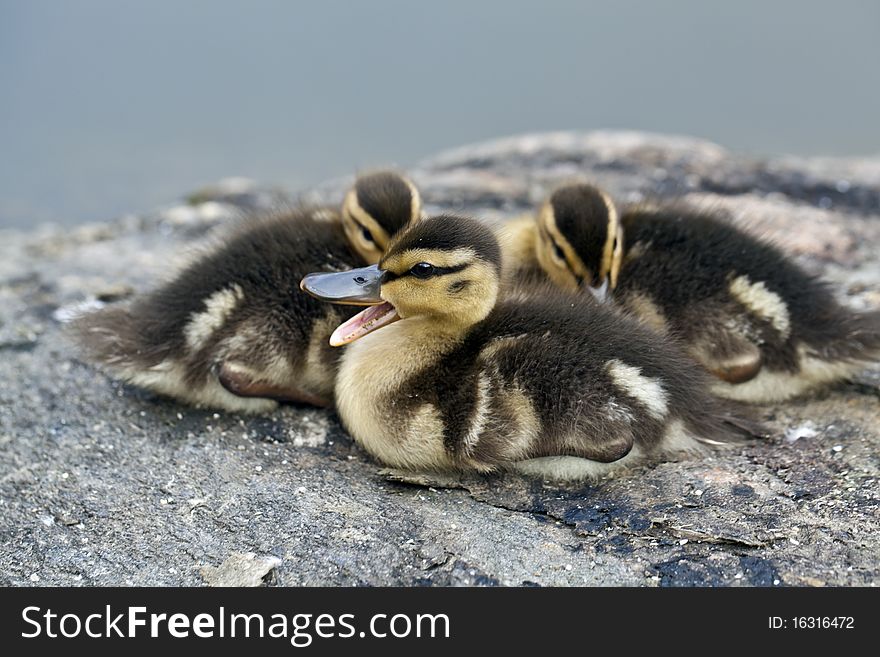 Baby Mallard ducks huddled on rocks in Central Park