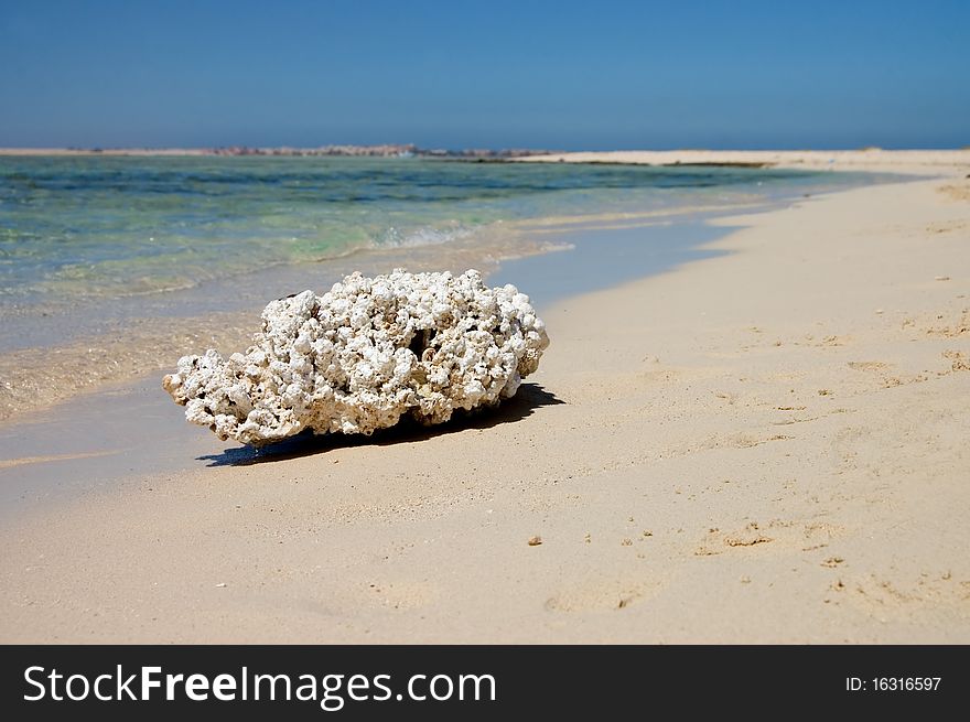 Dead coral on the bank of the red sea