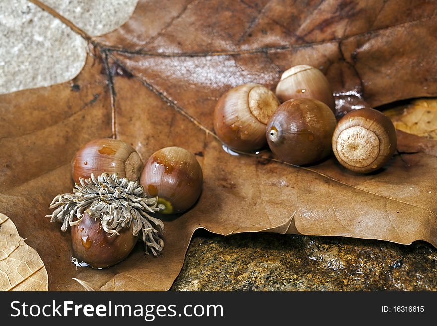 Acorns On Oak Leaf