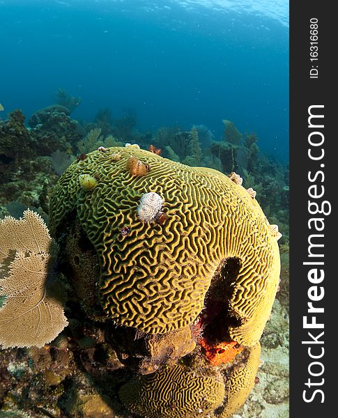 Underwater off the coast of Roatan Honduras brain coral with Christmas tree worms. Underwater off the coast of Roatan Honduras brain coral with Christmas tree worms