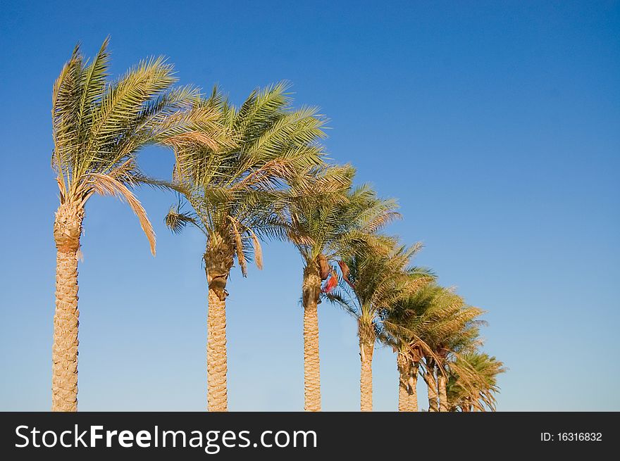 Date palm tree against the blue sky